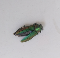 Lamprodila rutilans