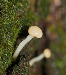 Vibrissea dura
