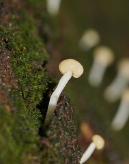 Vibrissea dura