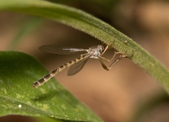Leptogaster flavipes