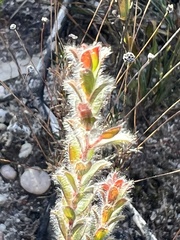 Kunzea capitata seminuda