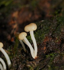 Vibrissea dura