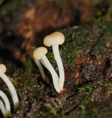 Vibrissea dura