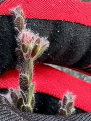 Kunzea capitata seminuda