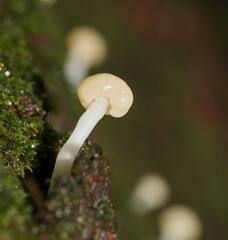 Vibrissea dura