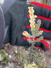 Kunzea capitata seminuda