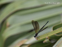 Calopteryx haemorrhoidalis