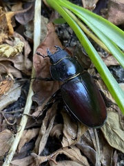 Lucanus cervus