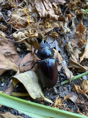Lucanus cervus