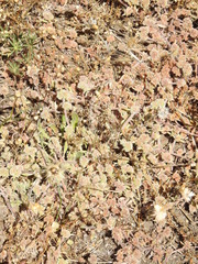 Chorizanthe cuspidata