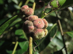 Glochidion sumatranum