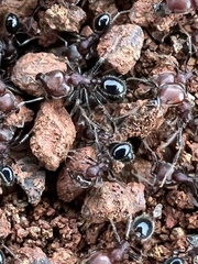 Trichomyrmex