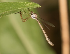 Leptogaster flavipes