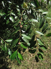 Glochidion sumatranum