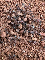 Trichomyrmex