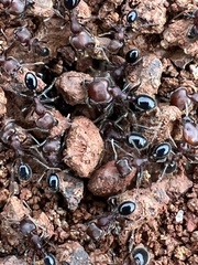 Trichomyrmex