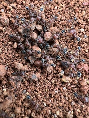 Trichomyrmex