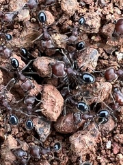 Trichomyrmex