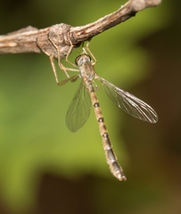 Leptogaster flavipes