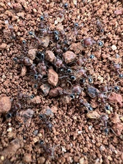 Trichomyrmex