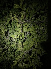 Rhamnus globosa