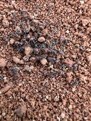 Trichomyrmex
