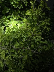 Rhamnus globosa