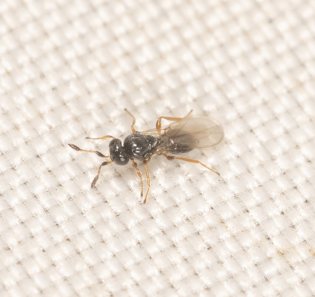 Aphanomerella