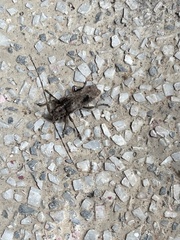 Blepephaeus succinctor