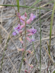 Astragalus flexuosus