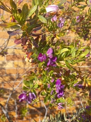 Polygala myrtifolia