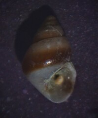 Barleeia unifasciata