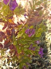 Polygala myrtifolia