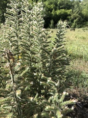 Echium italicum