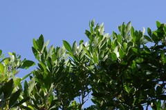 Allophylus natalensis