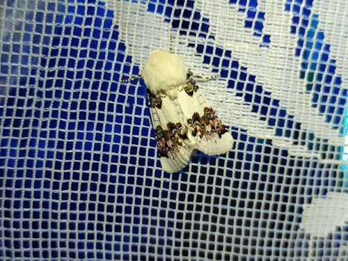 Enterpia laudeti