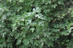 Broussonetia papyrifera