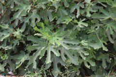 Ficus carica