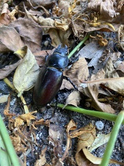 Lucanus cervus