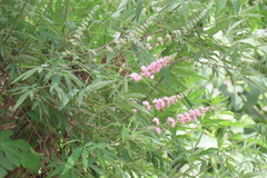 Vitex agnus-castus