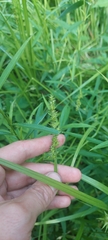 Carex conjuncta