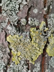 Xanthoria parietina