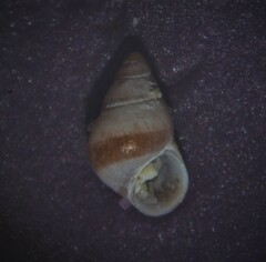 Barleeia unifasciata