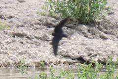 Hirundo rustica
