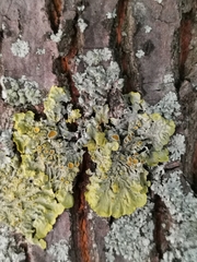 Xanthoria parietina
