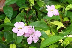 Impatiens sodenii