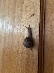 Cornu aspersum