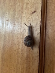 Cornu aspersum