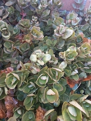 Crassula multicava multicava