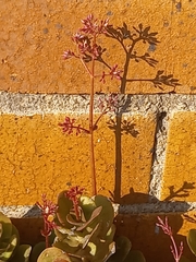 Crassula multicava multicava